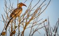 Botswana 2019 049