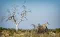 Botswana 2019 050