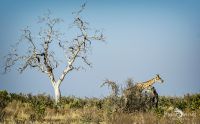 Botswana 2019 050