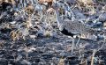 Botswana 2019 051