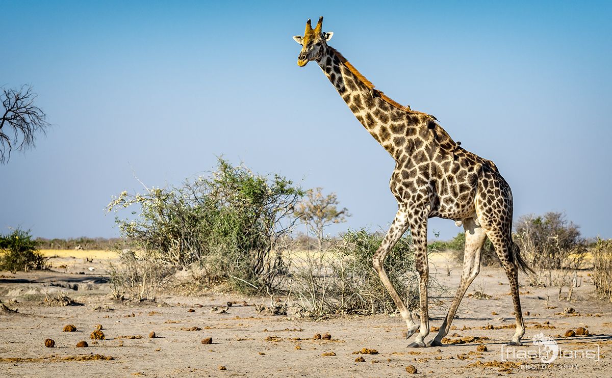 Botswana 2019 065