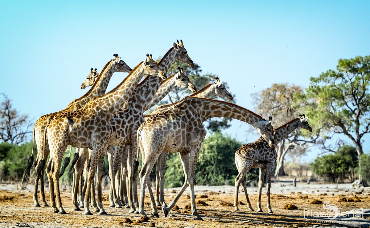 Botswana 2019 067