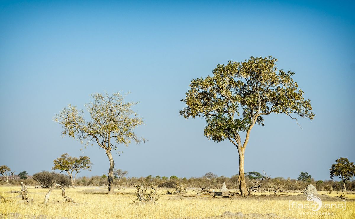 Botswana 2019 068