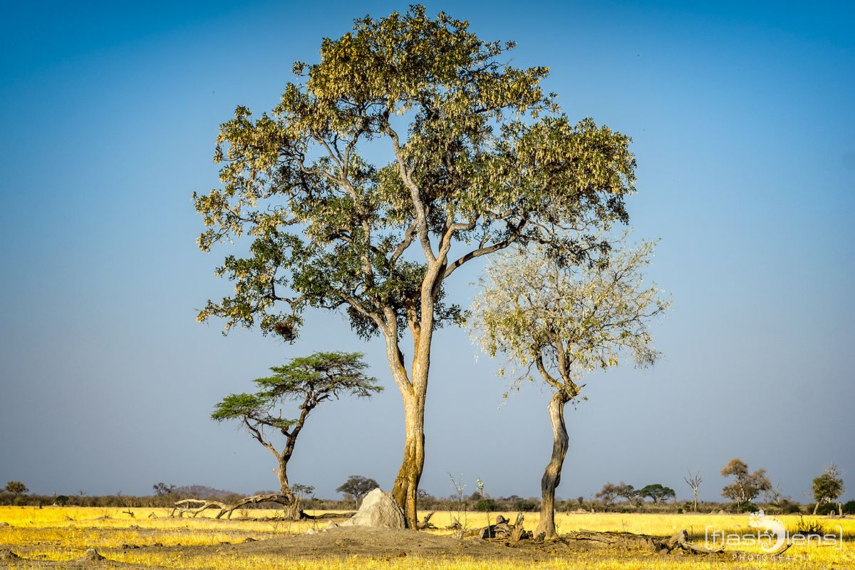 Botswana 2019 069
