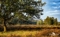 Wahner Heide 003