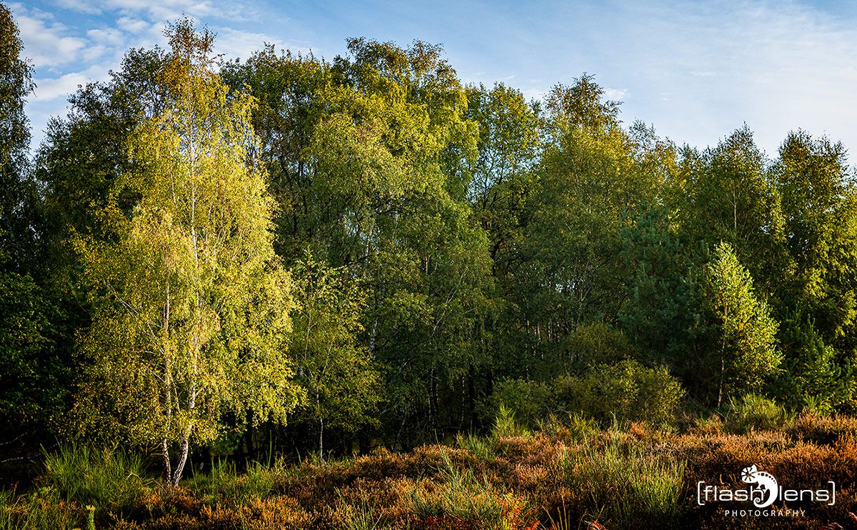 Wahner Heide 006