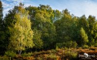 Wahner Heide 006