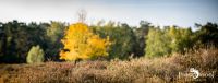 Wahner Heide 007