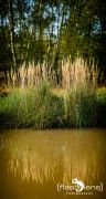 Wahner Heide 010