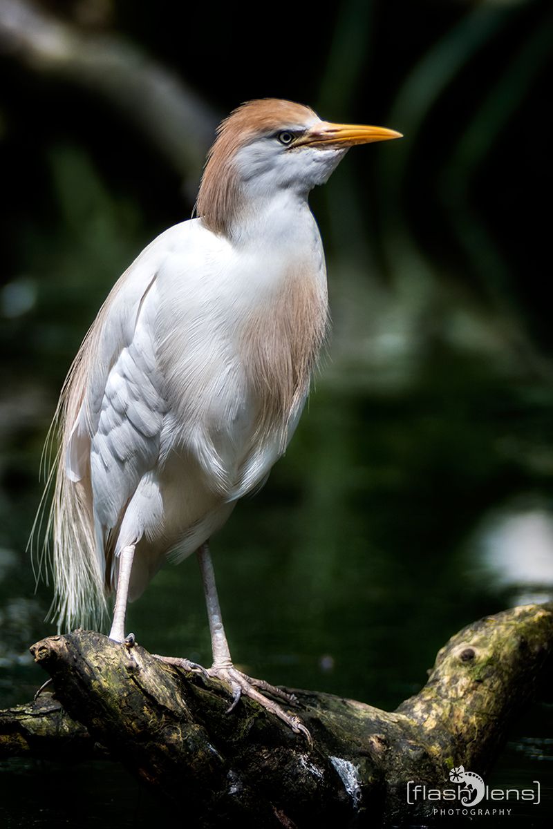 Naturzoo Rheine 108