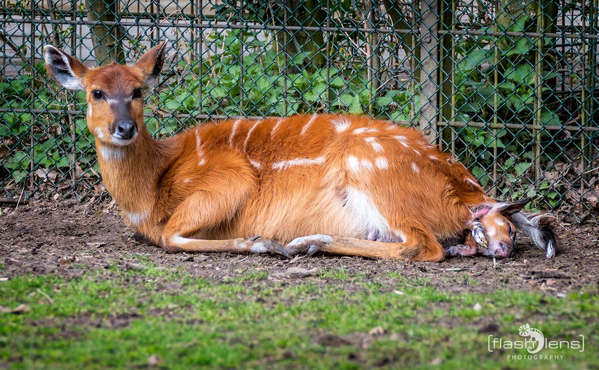 Naturzoo Rheine 113