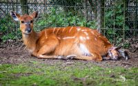 Naturzoo Rheine 113