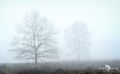 Wahner Heide 001