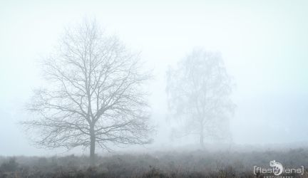 Wahner Heide