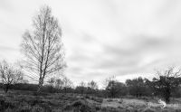 Wahner Heide 002