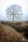 Wahner Heide 004
