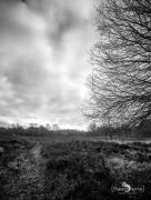 Wahner Heide 005