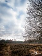 Wahner Heide 006