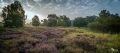 Wahner Heide 010