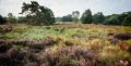 Wahner Heide 014