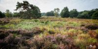 Wahner Heide 014