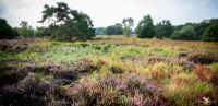 Wahner Heide 015