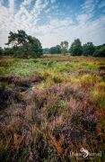 Wahner Heide 016