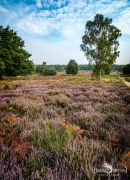 Wahner Heide 017