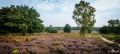 Wahner Heide 018