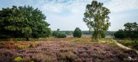 Wahner Heide 018
