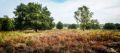 Wahner Heide 019