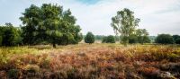 Wahner Heide 019