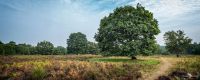 Wahner Heide 020