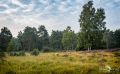 Wahner Heide 021