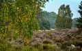 Wahner Heide 022