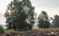 Wahner Heide 023
