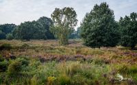 Wahner Heide 024