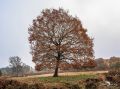 Wahner Heide 030