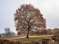 Wahner Heide 030