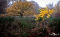 Wahner Heide 034