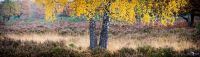 Wahner Heide 035