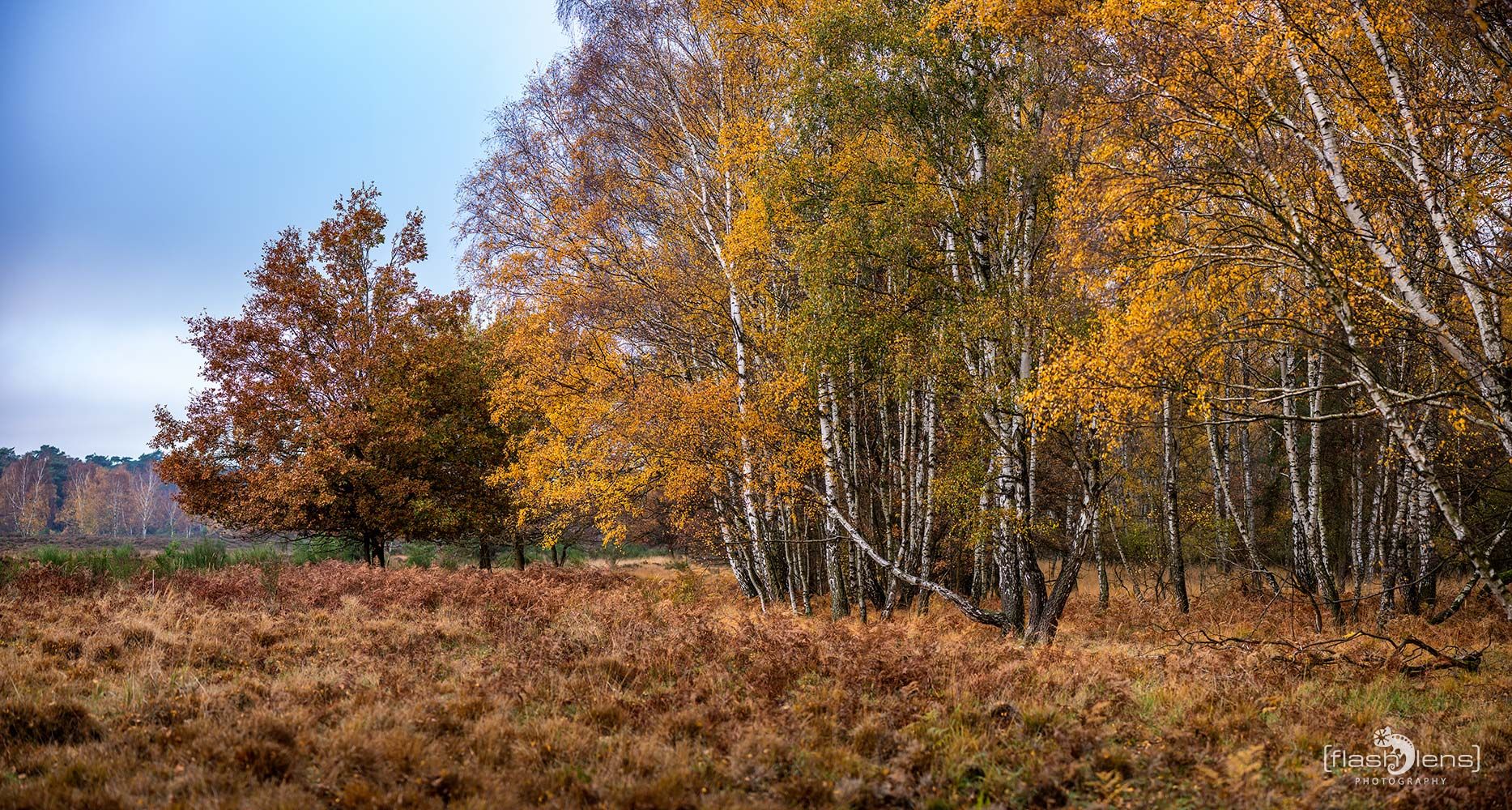 Wahner Heide 036
