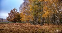 Wahner Heide 036