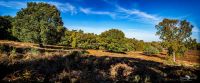 Wahner Heide 041