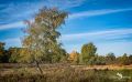 Wahner Heide 042