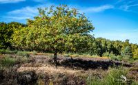 Wahner Heide 044