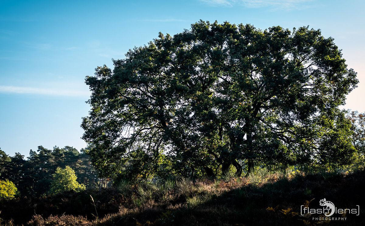 Wahner Heide 046