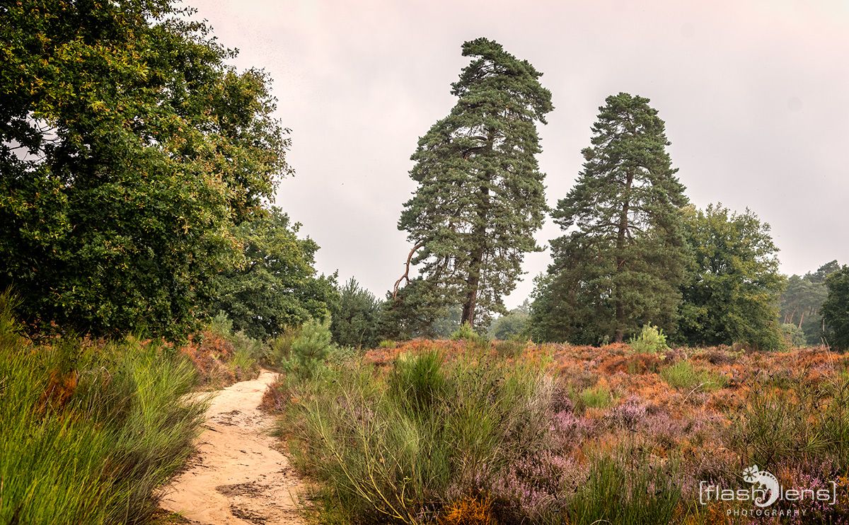 Wahner Heide 051