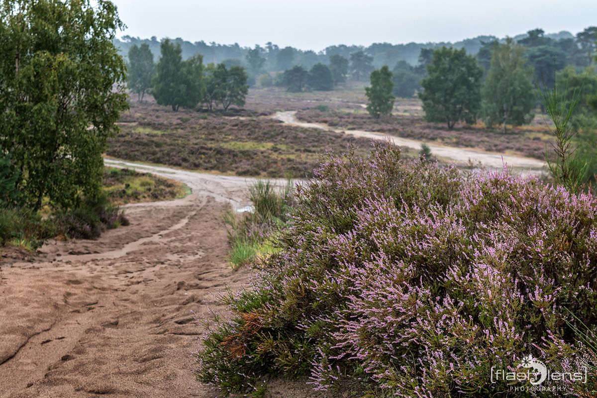 Wahner Heide 053