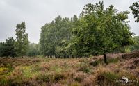 Wahner Heide 059